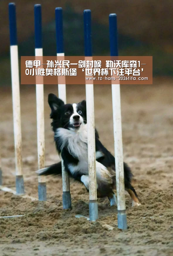 世界杯投注网